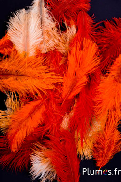 Strauss Bellies - 5-10 cm - Mixt orange